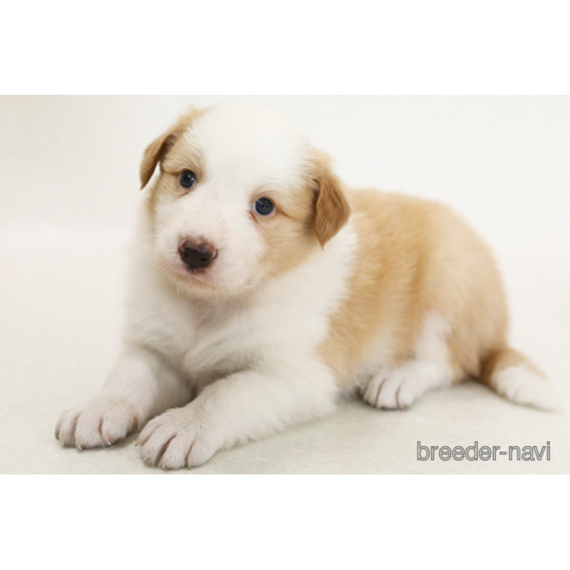 成約済の神奈川県のボーダーコリー-402428の2枚目